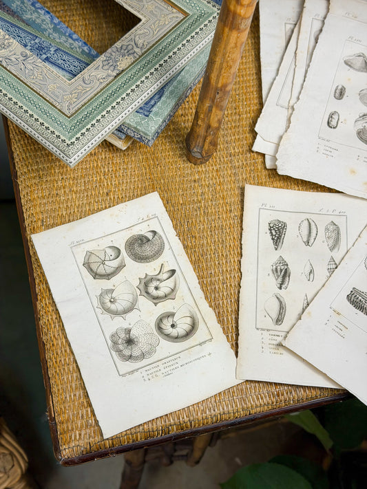 Early 19th c. Bookplate Engravings, Sonnini’s Histoire Naturelle des Mollusques | Shells
