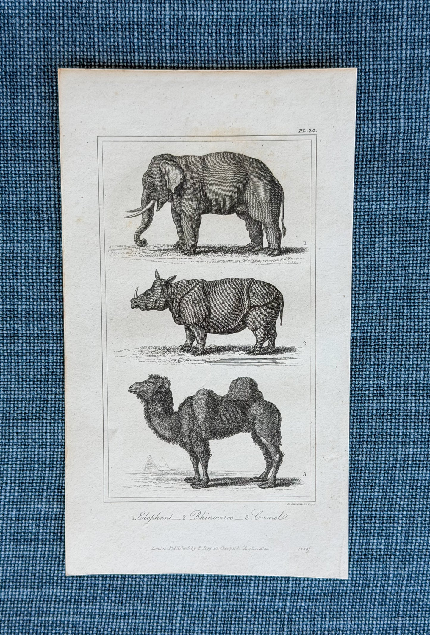 19th c. English Bookplate Animal Etching (Elephant, Rhinoceros, Camel)