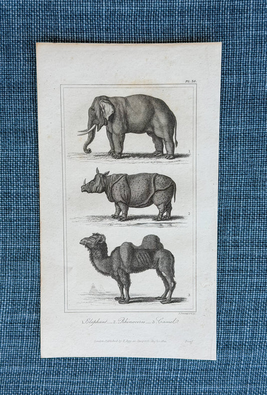 19th c. English Bookplate Animal Etching (Elephant, Rhinoceros, Camel)