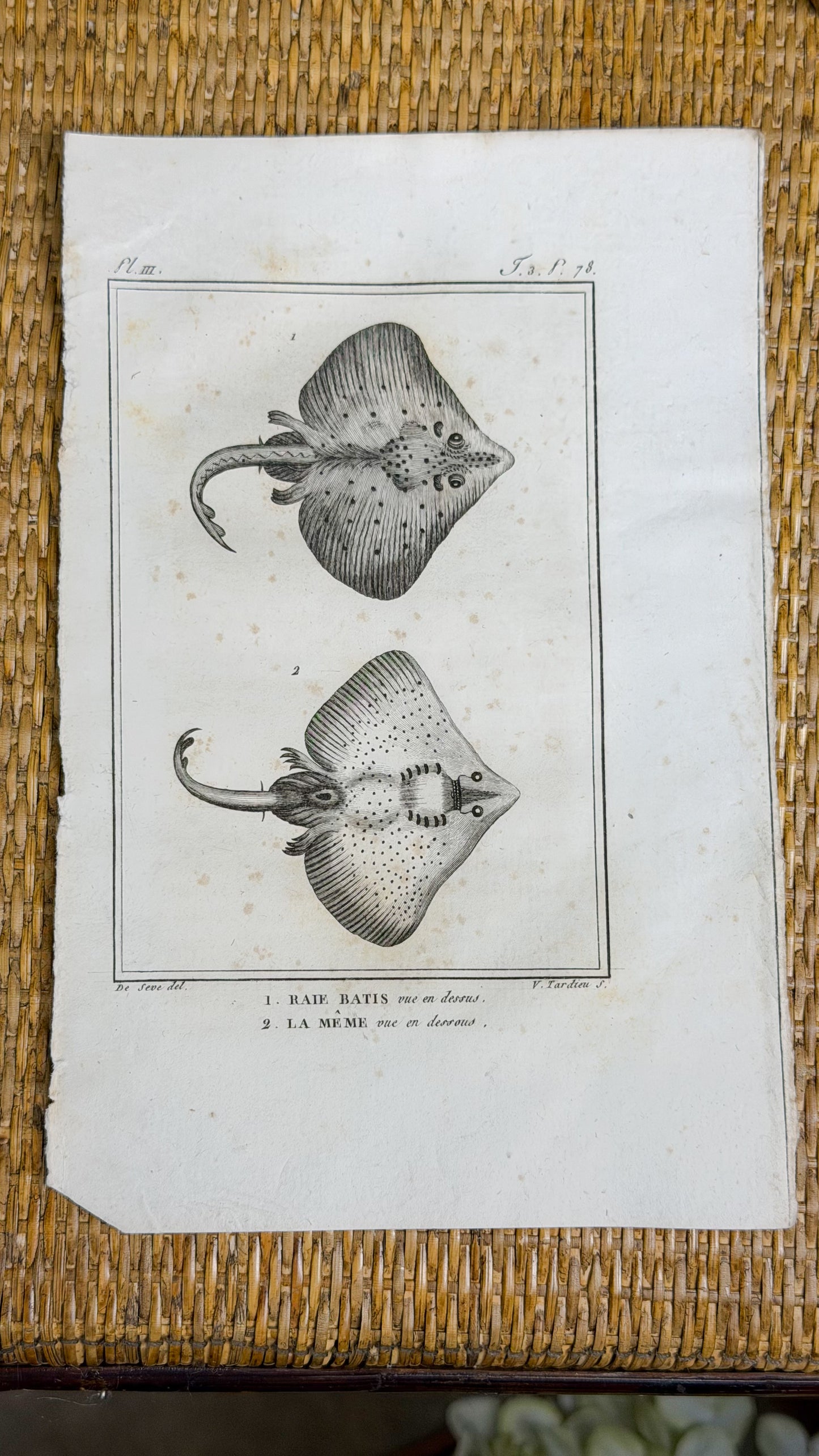 Early 19th c. Bookplate Engravings, Sonnini’s Histoire Naturelle des Poissons | Stingrays