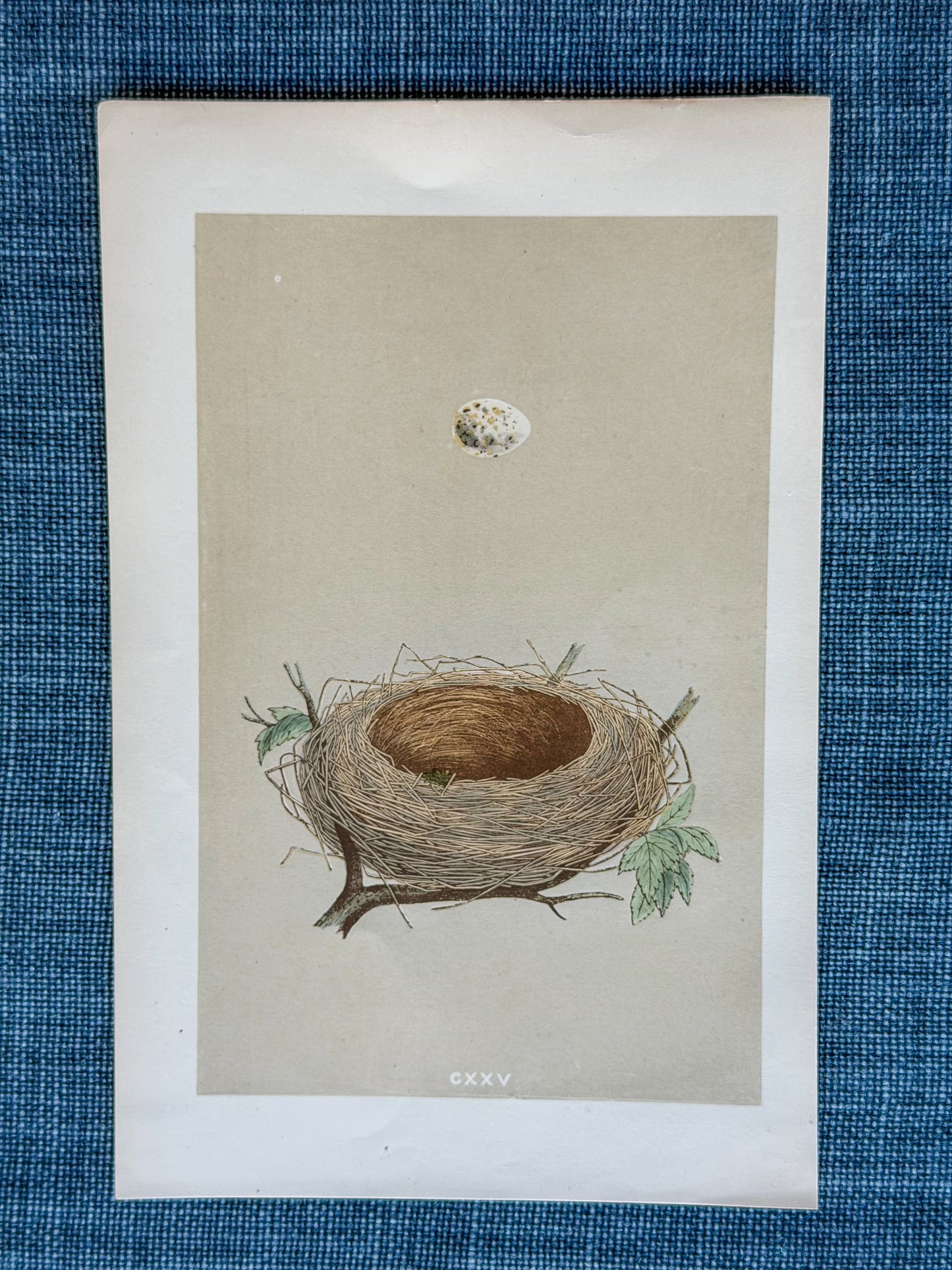 19th c. English Bookplate Egg & Nest Etching (Lesser Whitethroat)