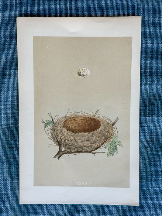 19th c. English Bookplate Egg & Nest Etching (Lesser Whitethroat)