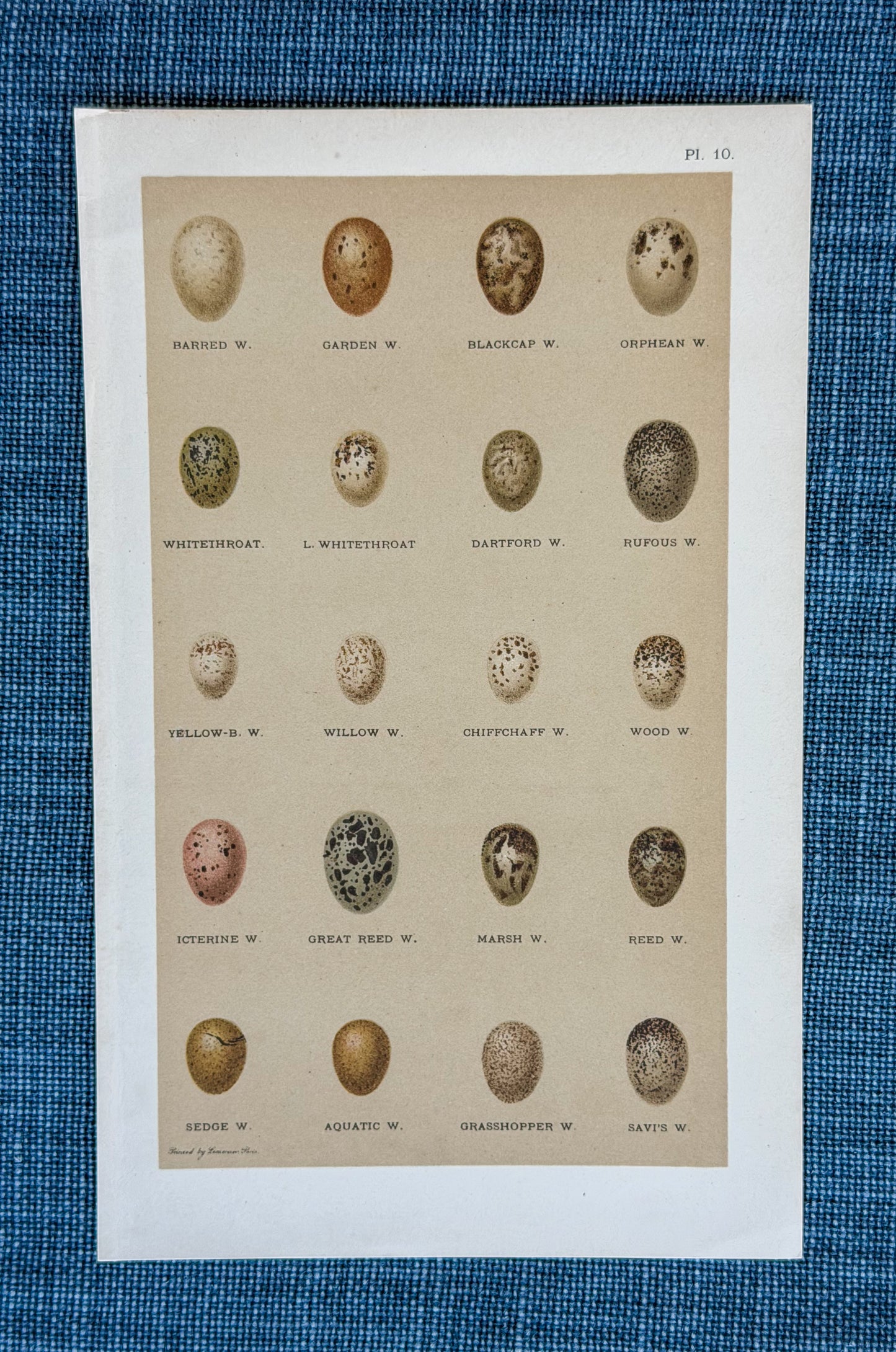 Early 20th c. English Bookplate Speckled Egg Etching (Barred W., Garden W., Blackcap W., etc.)