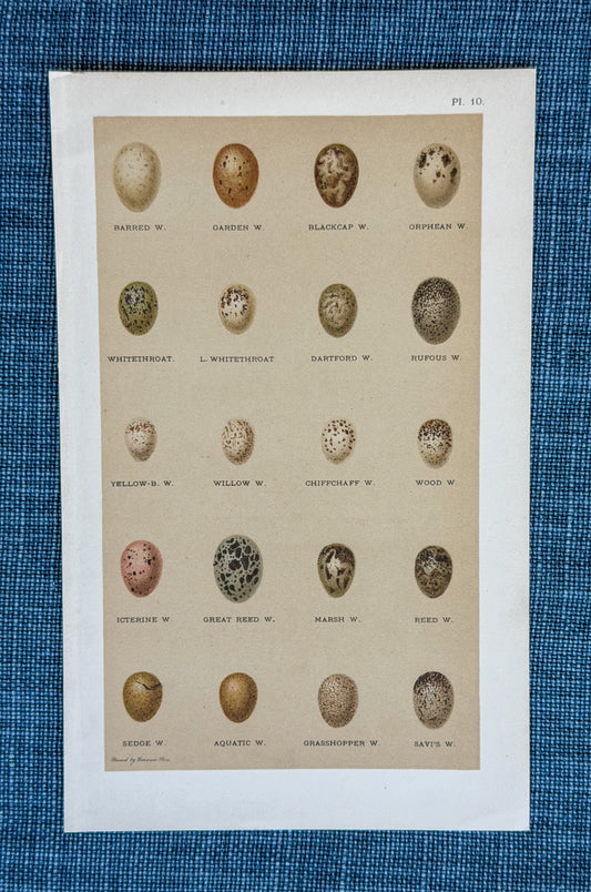 Early 20th c. English Bookplate Speckled Egg Etching (Barred W., Garden W., Blackcap W., etc.)