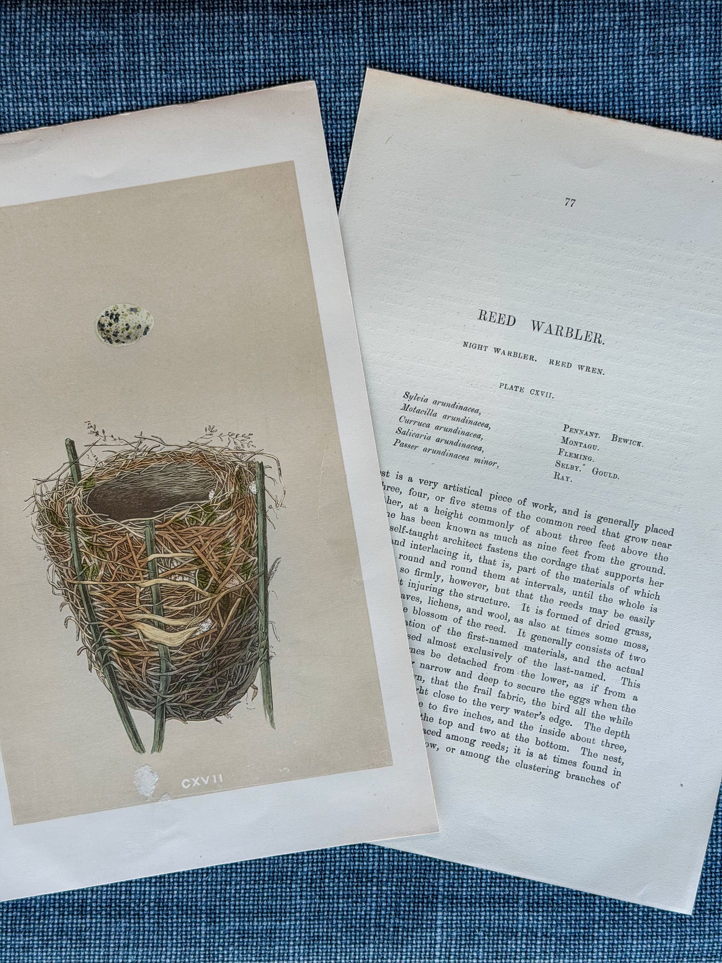 19th c. English Bookplate Egg & Nest Etching (Reed Warbler)