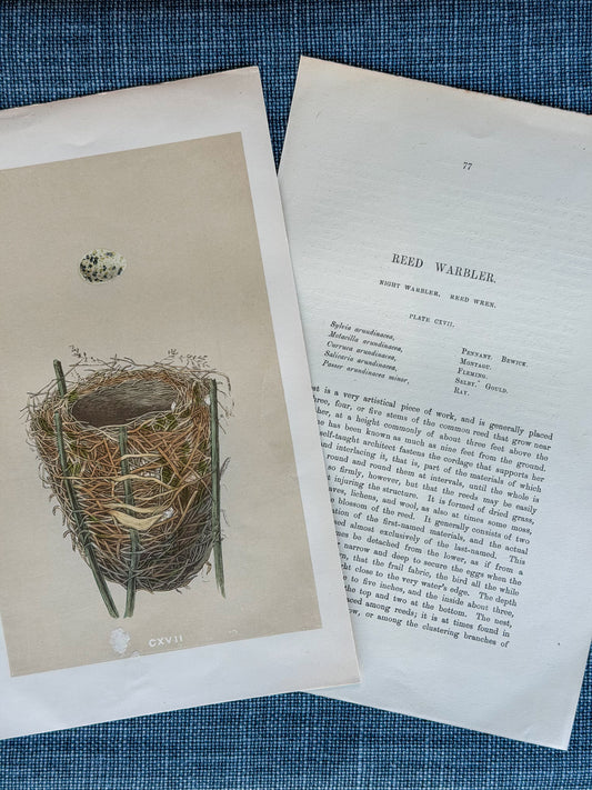 19th c. English Bookplate Egg & Nest Etching (Reed Warbler)