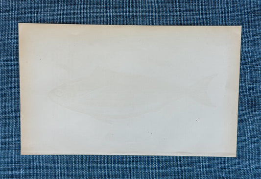 19th c. English Bookplate Fish Etching (Bogue)