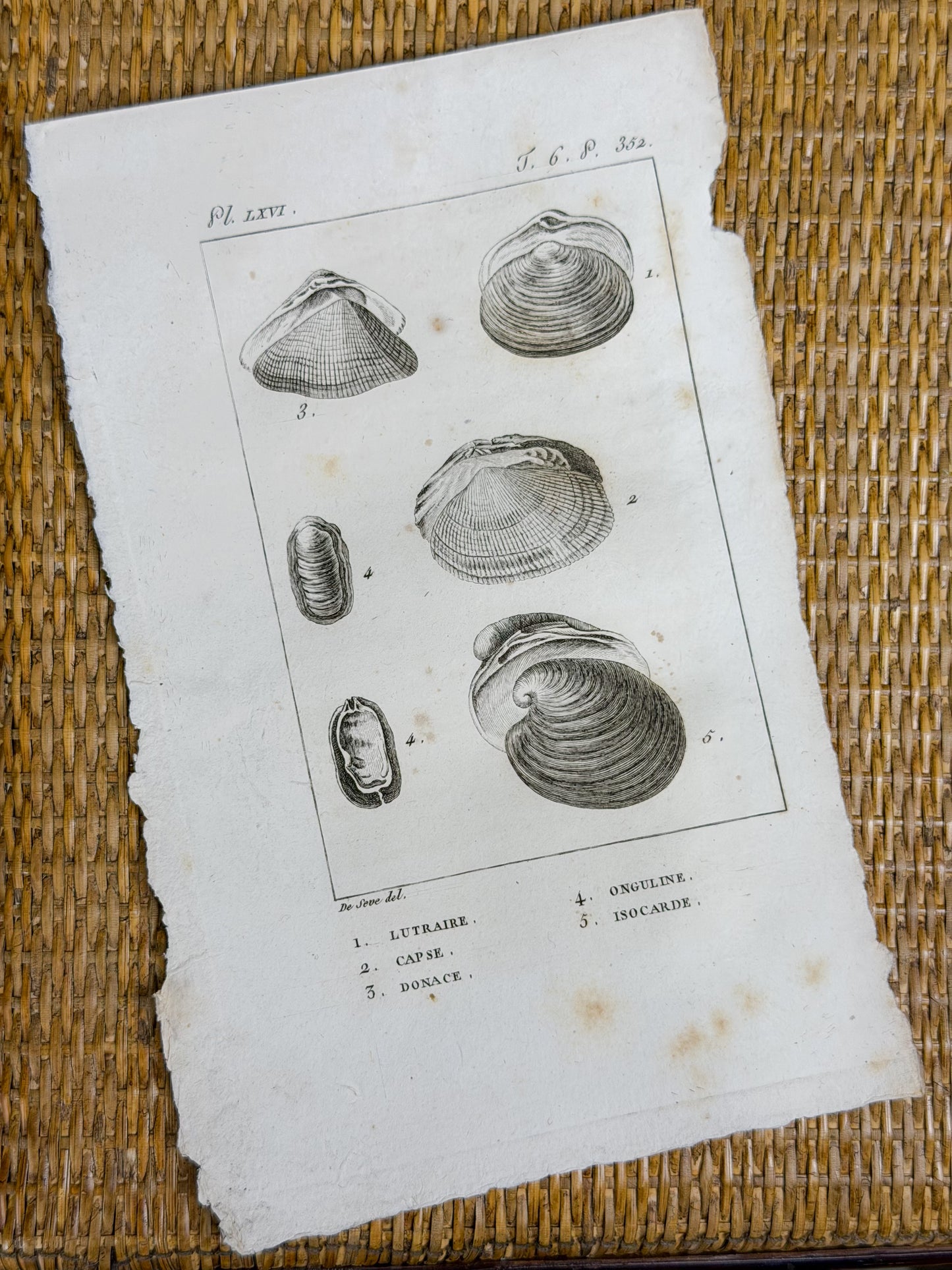 Early 19th c. Bookplate Engravings, Sonnini’s Histoire Naturelle des Mollusques | Shells