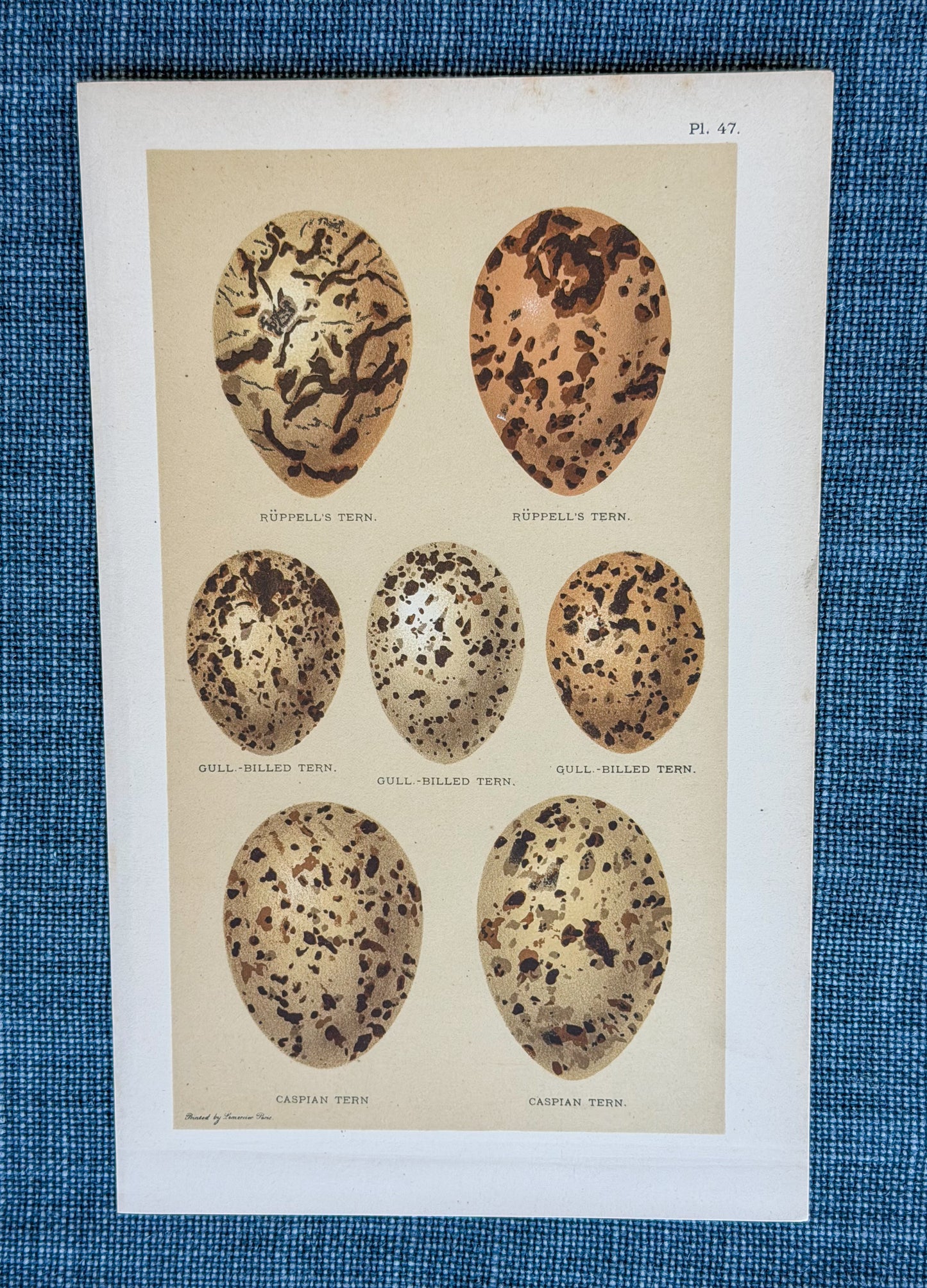 Early 20th c. English Bookplate Speckled Egg Etching (Terns)