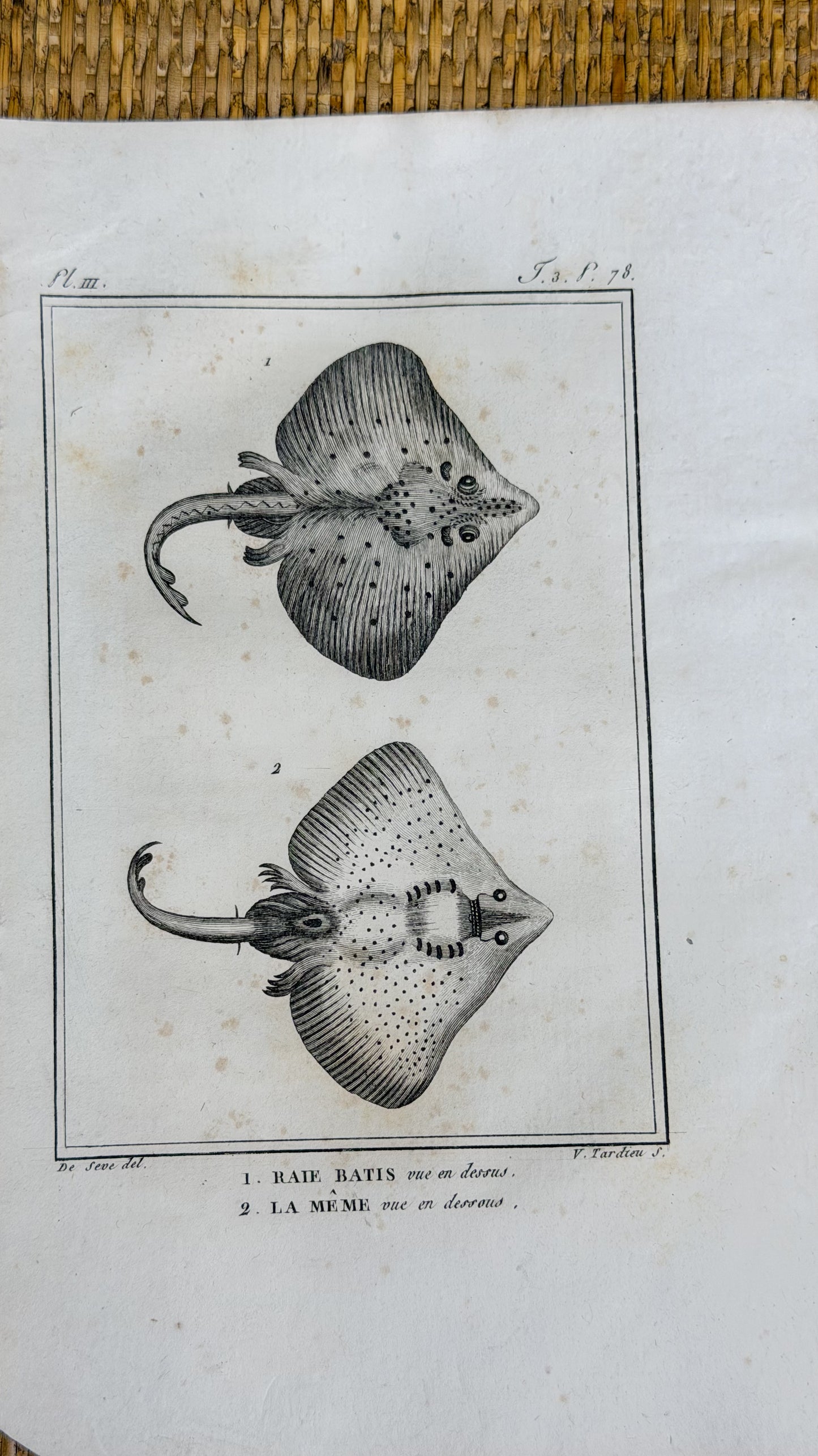 Early 19th c. Bookplate Engravings, Sonnini’s Histoire Naturelle des Poissons | Stingrays