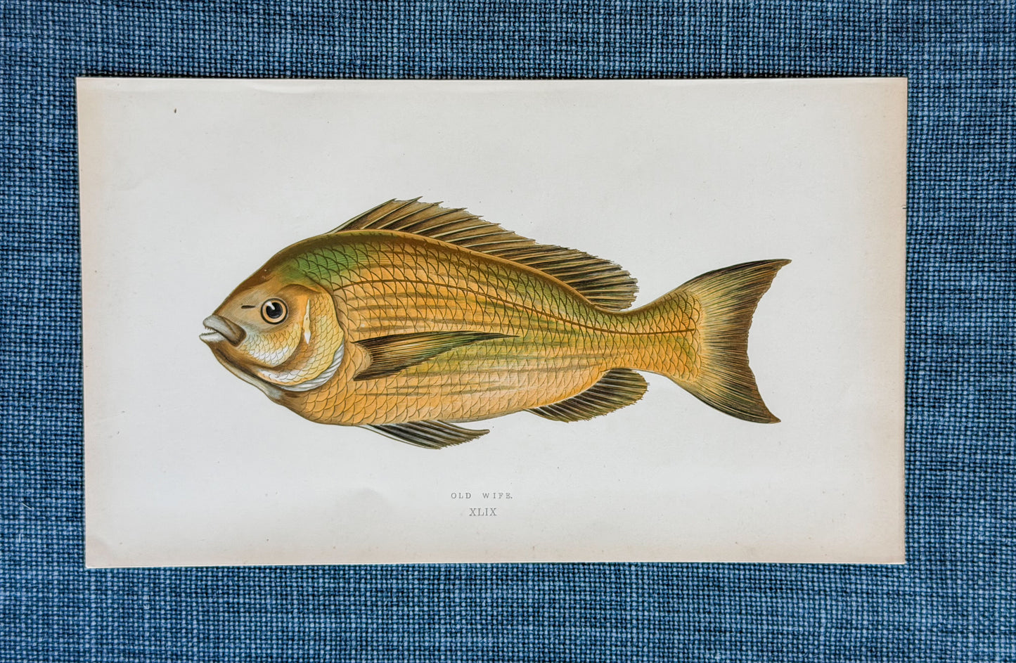 19th c. English Bookplate Fish Etching (Old Wife)