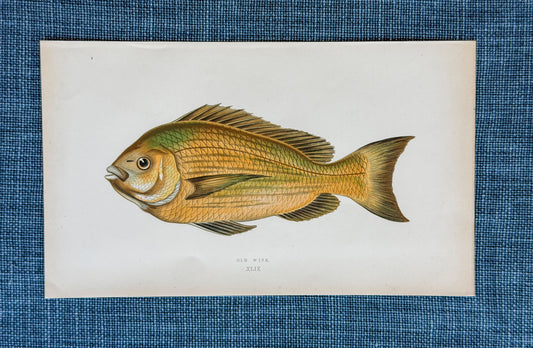 19th c. English Bookplate Fish Etching (Old Wife)