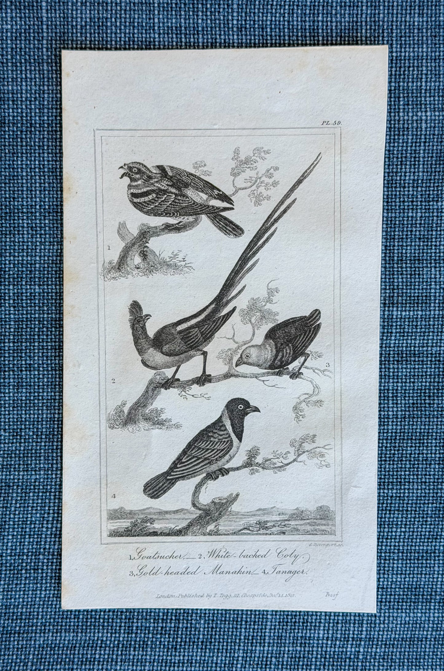 19th c. English Bookplate Animal Etching (Goatsucker, Coly, Manakin, Tanager)