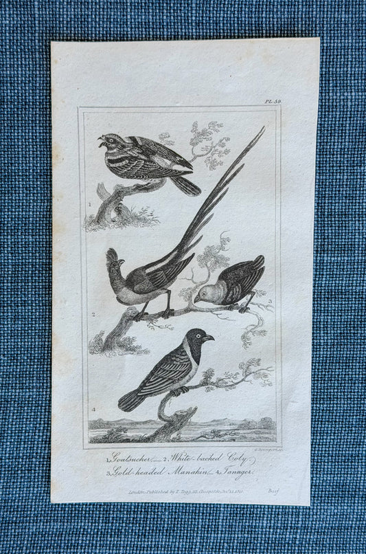 19th c. English Bookplate Animal Etching (Goatsucker, Coly, Manakin, Tanager)