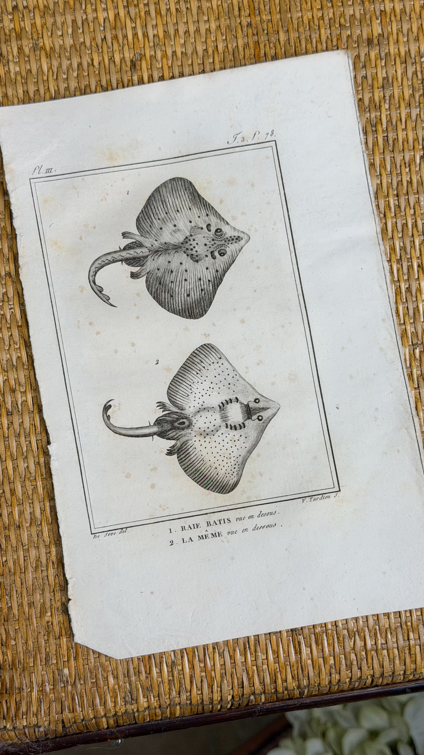 Early 19th c. Bookplate Engravings, Sonnini’s Histoire Naturelle des Poissons | Stingrays