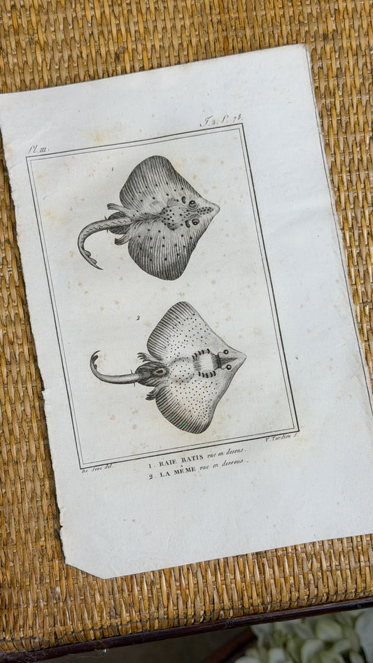 Early 19th c. Bookplate Engravings, Sonnini’s Histoire Naturelle des Poissons | Stingrays