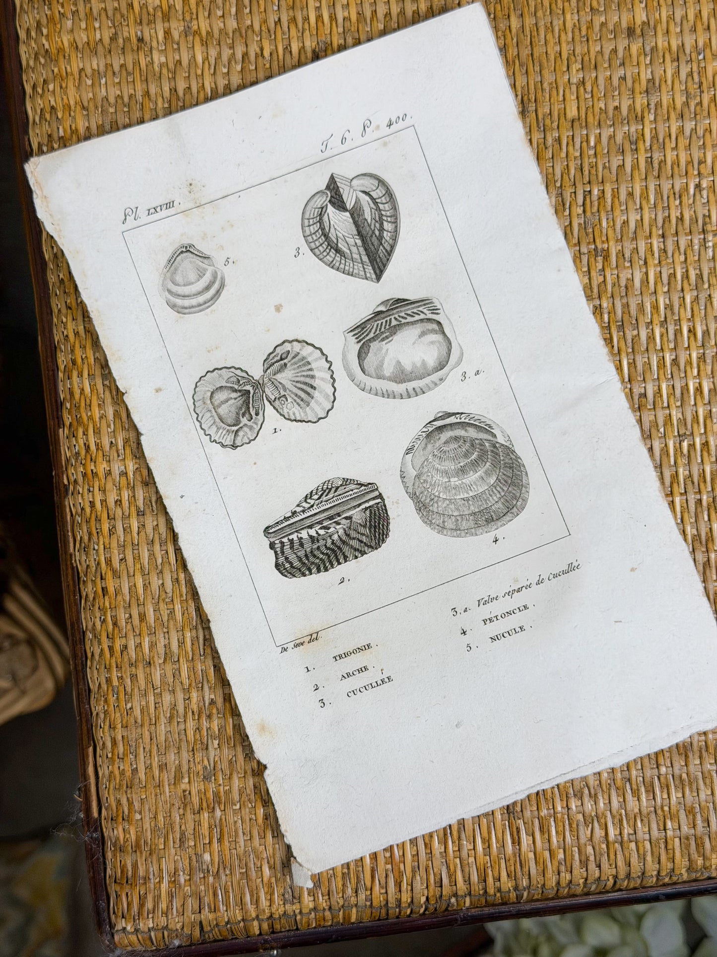 Early 19th c. Bookplate Engravings, Sonnini’s Histoire Naturelle des Mollusques | Shells