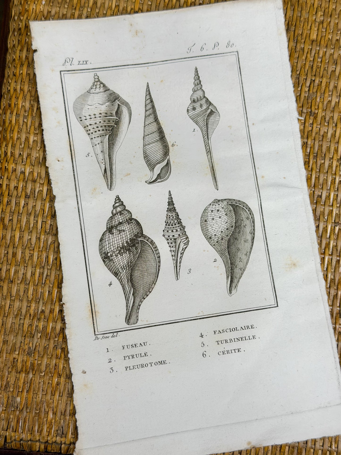 Early 19th c. Bookplate Engravings, Sonnini’s Histoire Naturelle des Mollusques | Shells