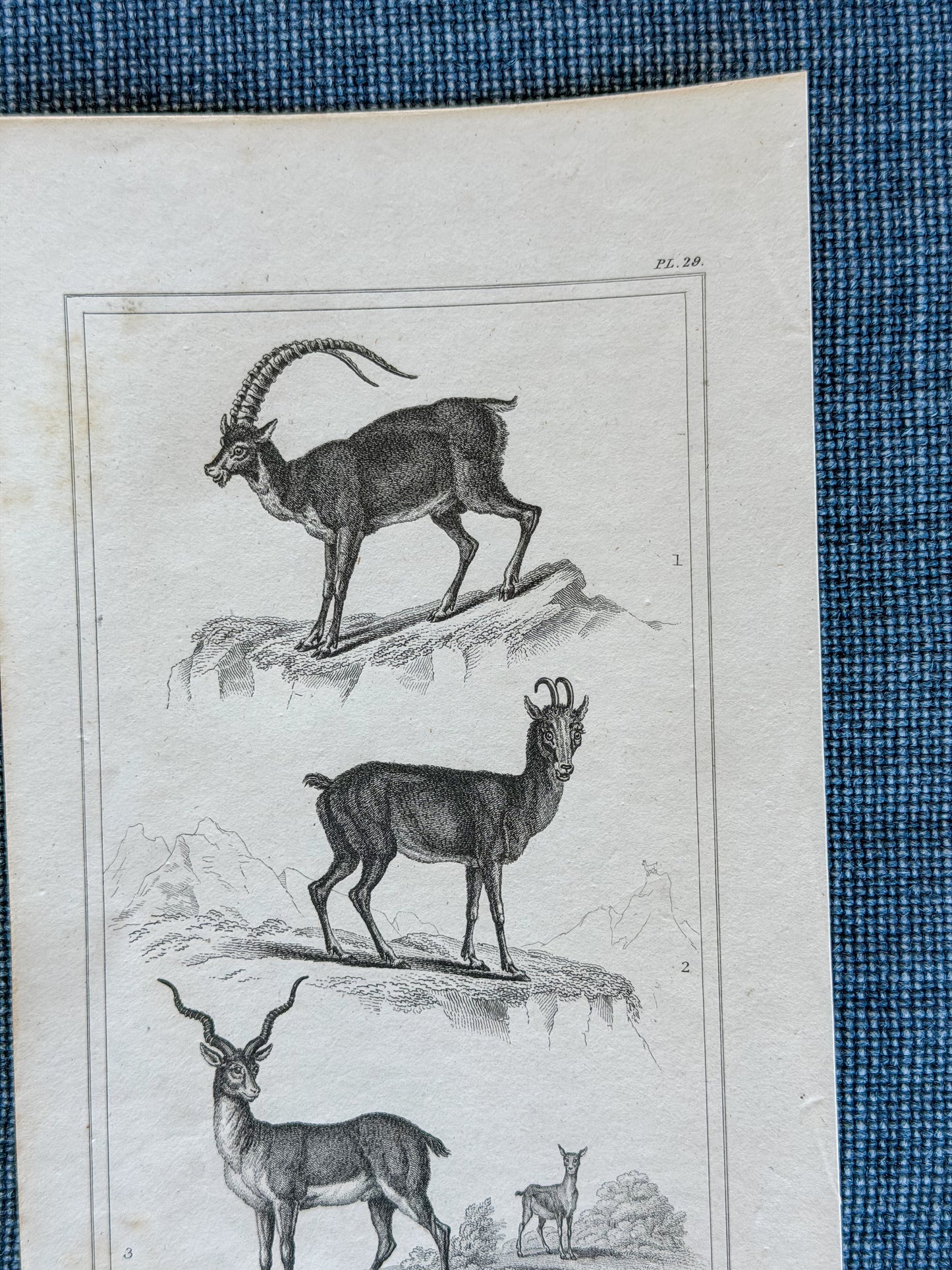 19th c. English Bookplate Animal Etching -(Ibex, Chamois, Gazelle/Antelope)