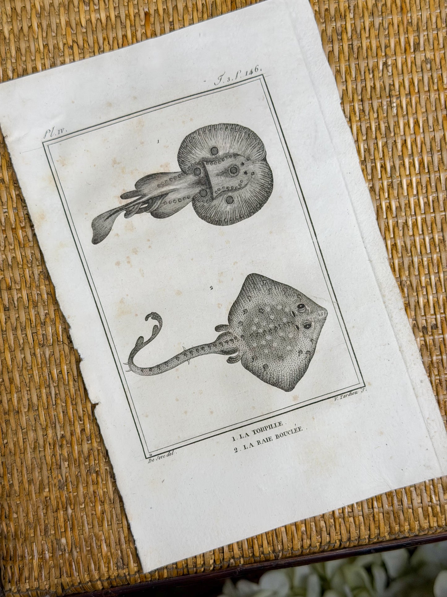 Early 19th c. Bookplate Engravings, Sonnini’s Histoire Naturelle des Poissons | Stingrays