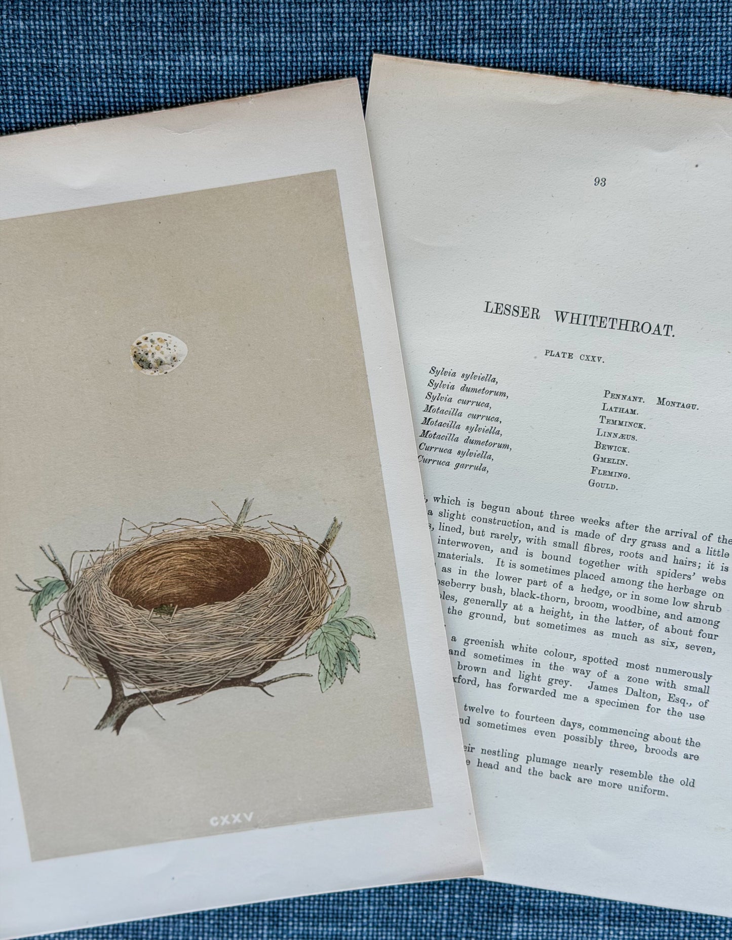 19th c. English Bookplate Egg & Nest Etching (Lesser Whitethroat)