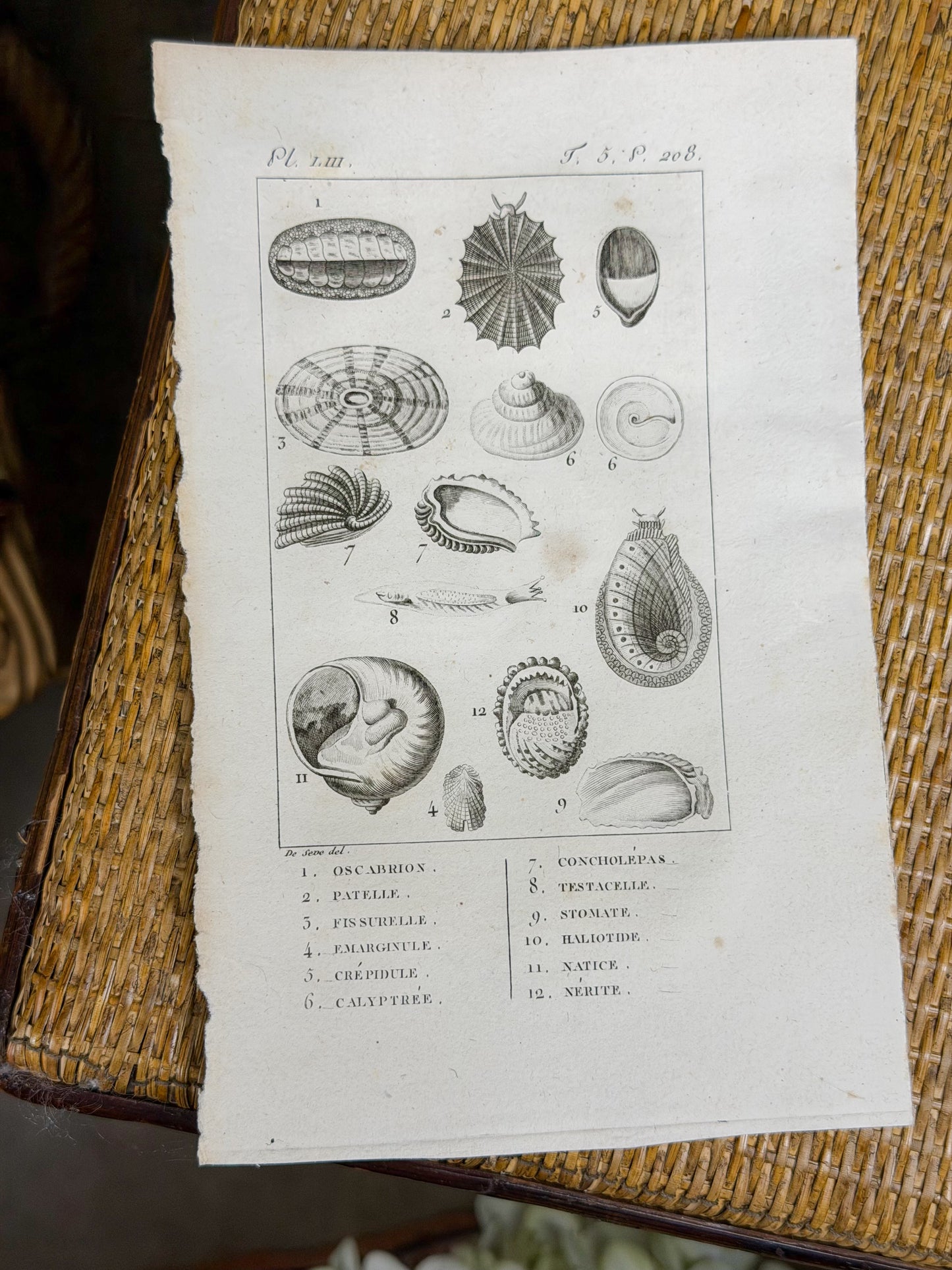 Early 19th c. Bookplate Engravings, Sonnini’s Histoire Naturelle des Mollusques | Shells