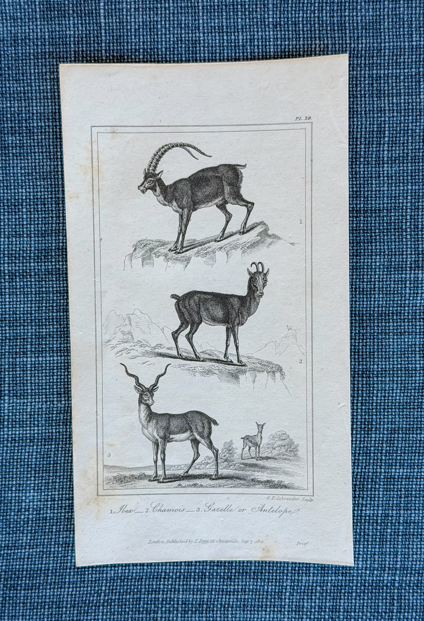 19th c. English Bookplate Animal Etching -(Ibex, Chamois, Gazelle/Antelope)