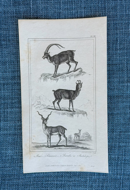 19th c. English Bookplate Animal Etching -(Ibex, Chamois, Gazelle/Antelope)