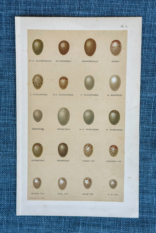 Early 20th c. English Bookplate Speckled Egg Etching (Bluethroat, Nightingale, Robin, etc.)