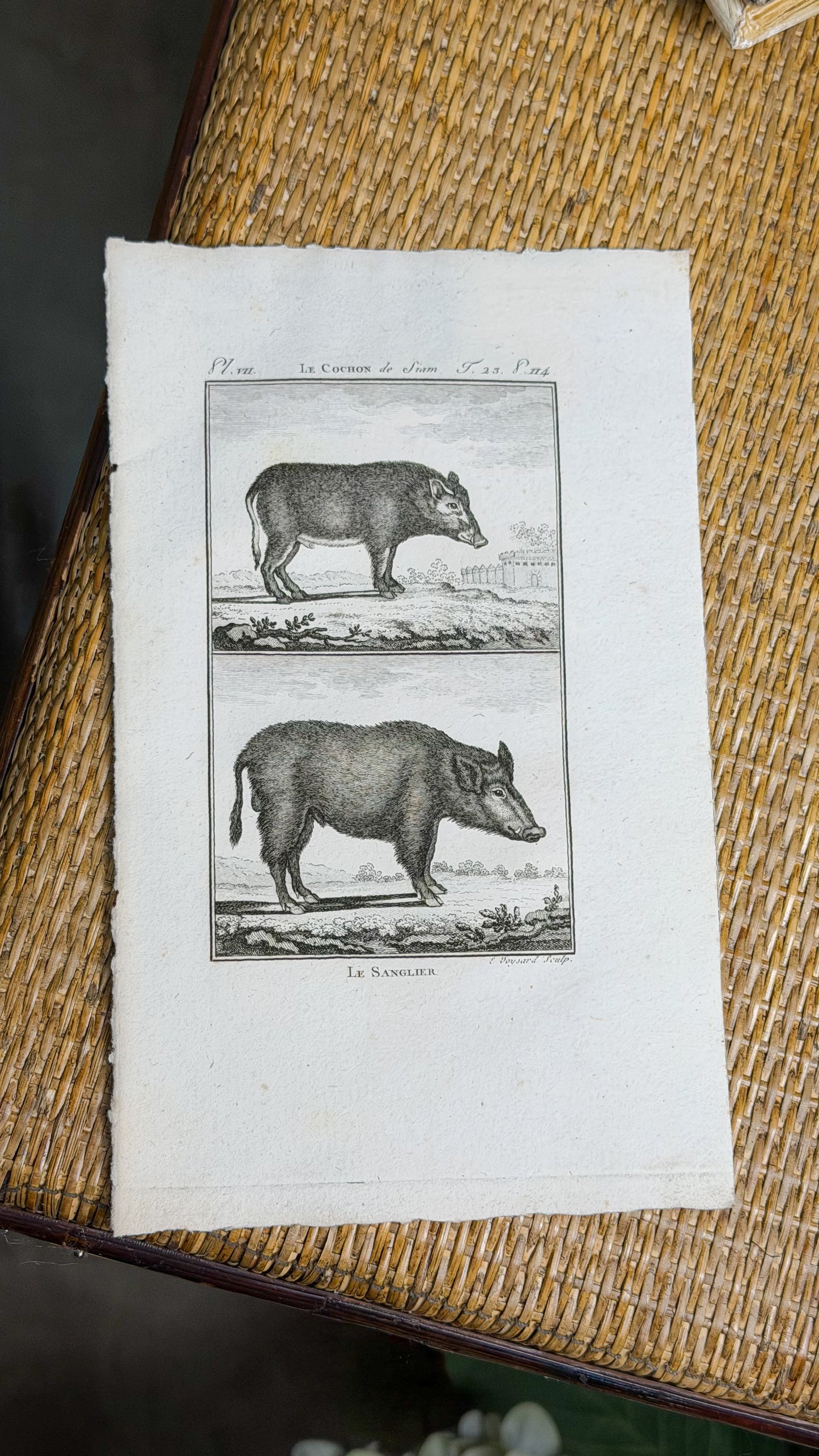 Early 19th c. Bookplate Engravings, Sonnini’s Histoire Naturelle des Animaux