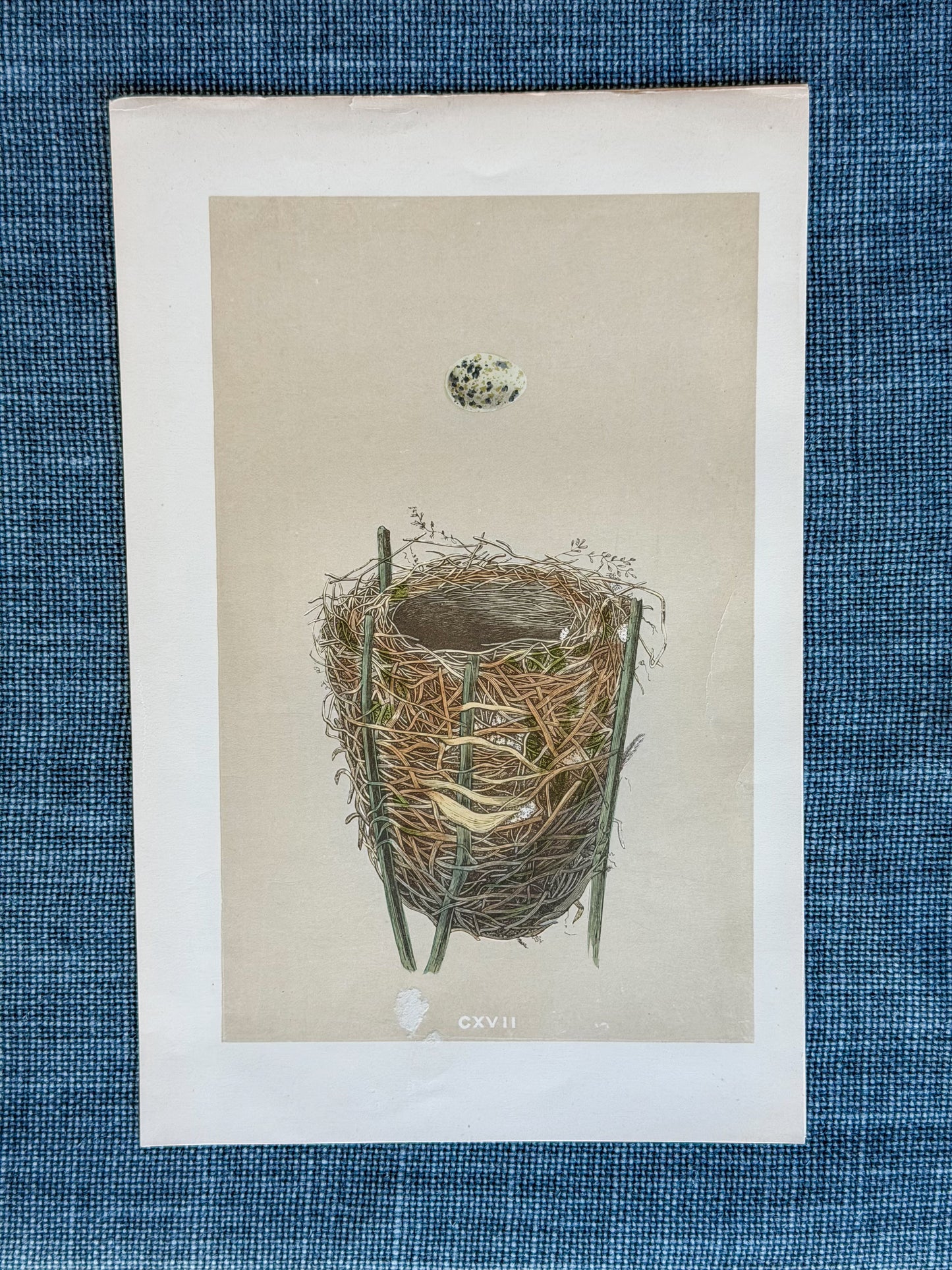 19th c. English Bookplate Egg & Nest Etching (Reed Warbler)