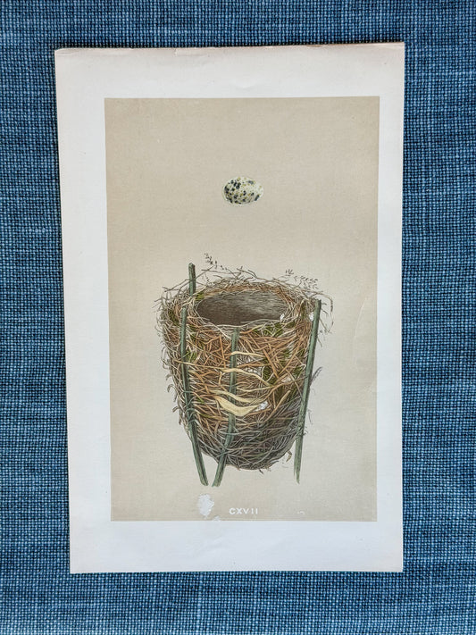 19th c. English Bookplate Egg & Nest Etching (Reed Warbler)