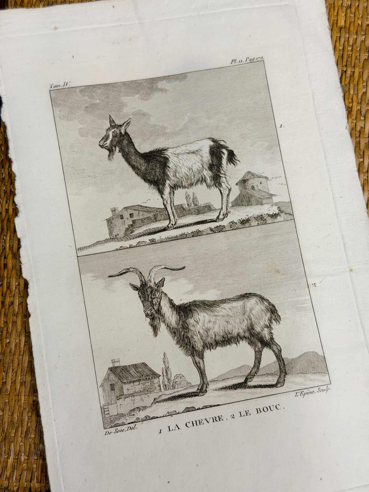 18th c. French Bookplate Engraving, Buffon’s Histoire Naturelle, La Chèvre/Le Bouc (Goat)