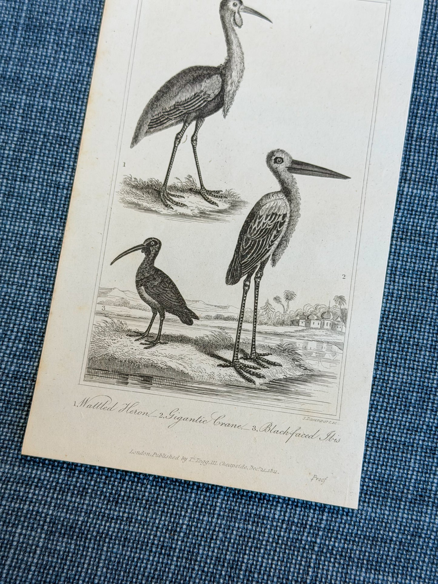 19th c. English Bookplate Animal Etching (Heron, Crane, Ibis)
