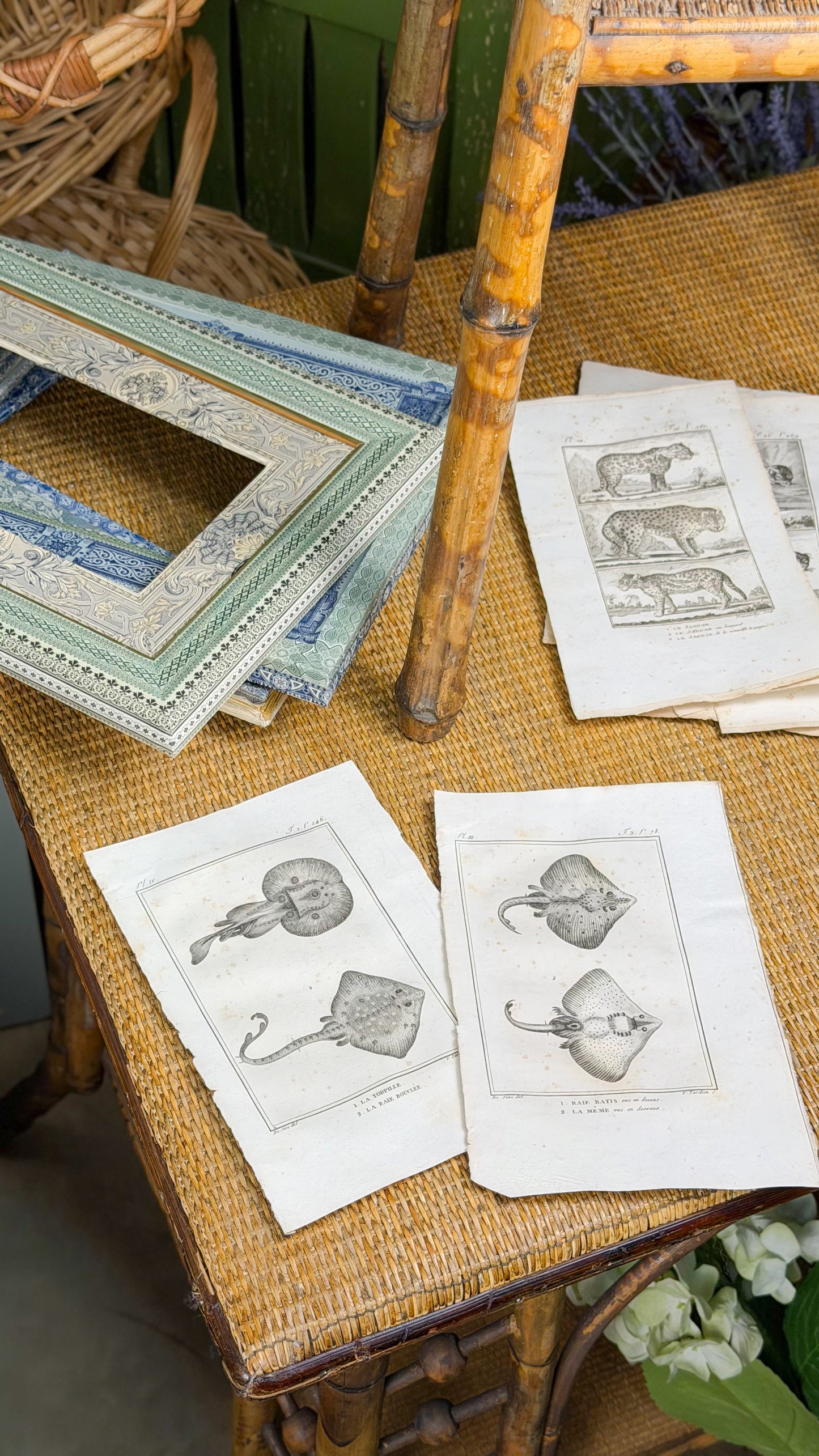 Early 19th c. Bookplate Engravings, Sonnini’s Histoire Naturelle des Poissons | Stingrays