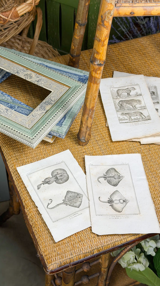 Early 19th c. Bookplate Engravings, Sonnini’s Histoire Naturelle des Poissons | Stingrays