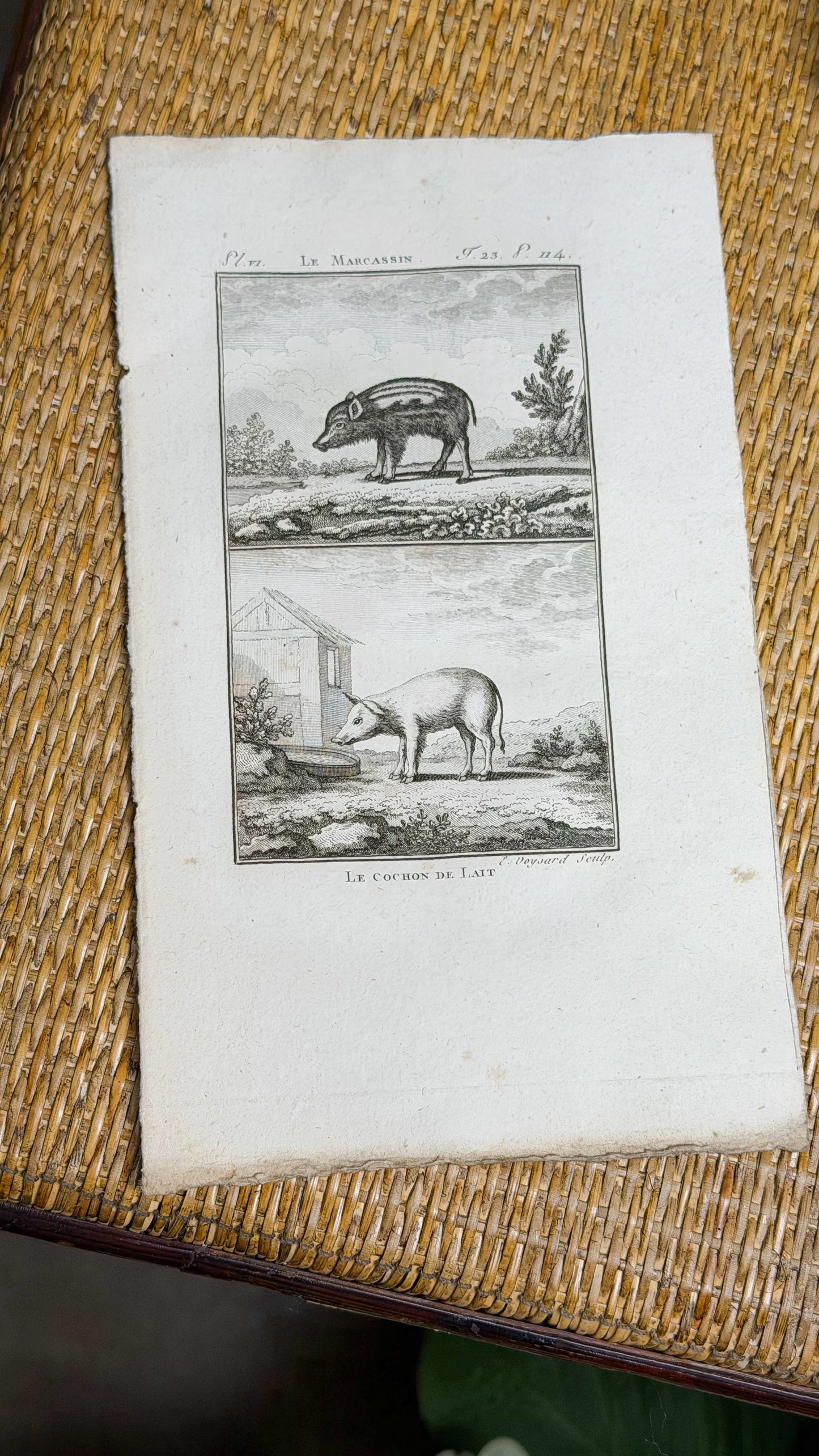Early 19th c. Bookplate Engravings, Sonnini’s Histoire Naturelle des Animaux