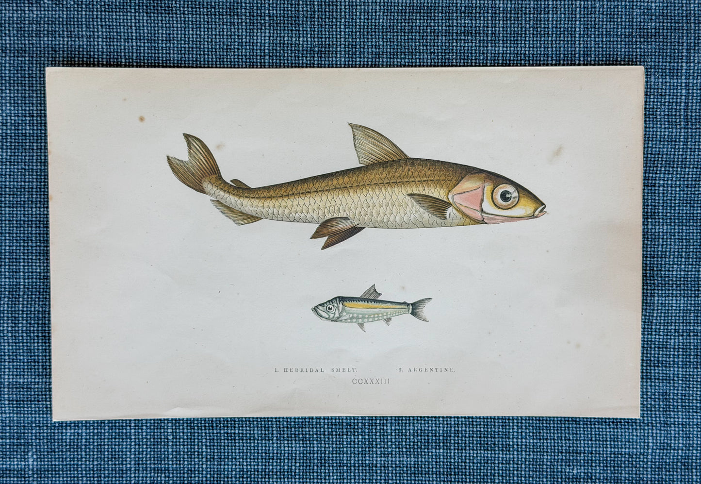 19th c. English Bookplate Fish Etching (Smelt & Argentine)