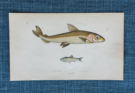 19th c. English Bookplate Fish Etching (Smelt & Argentine)