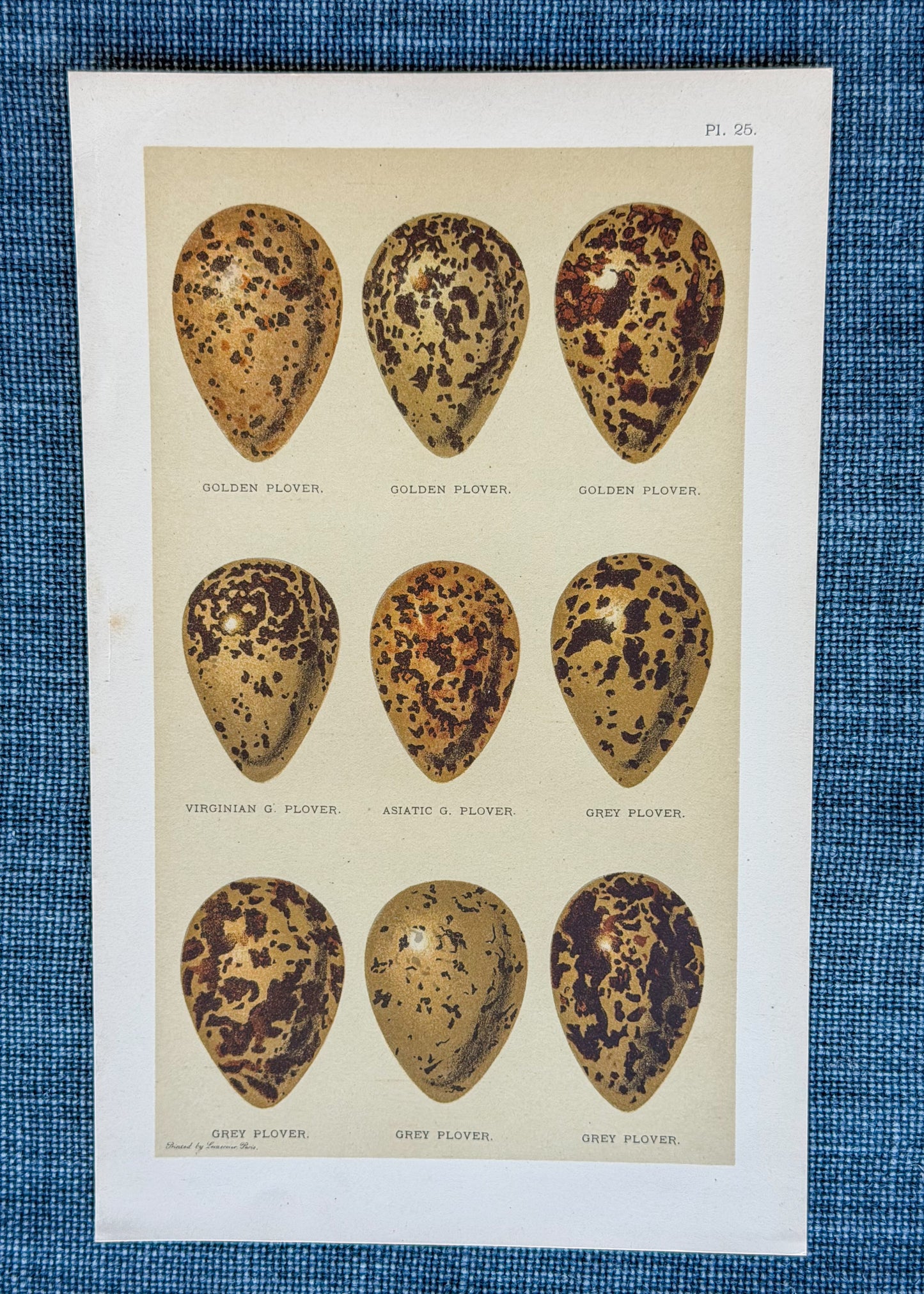 Early 20th c. English Bookplate Speckled Egg Etching (Plovers)