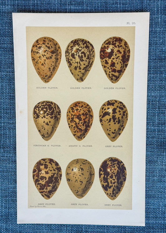 Early 20th c. English Bookplate Speckled Egg Etching (Plovers)