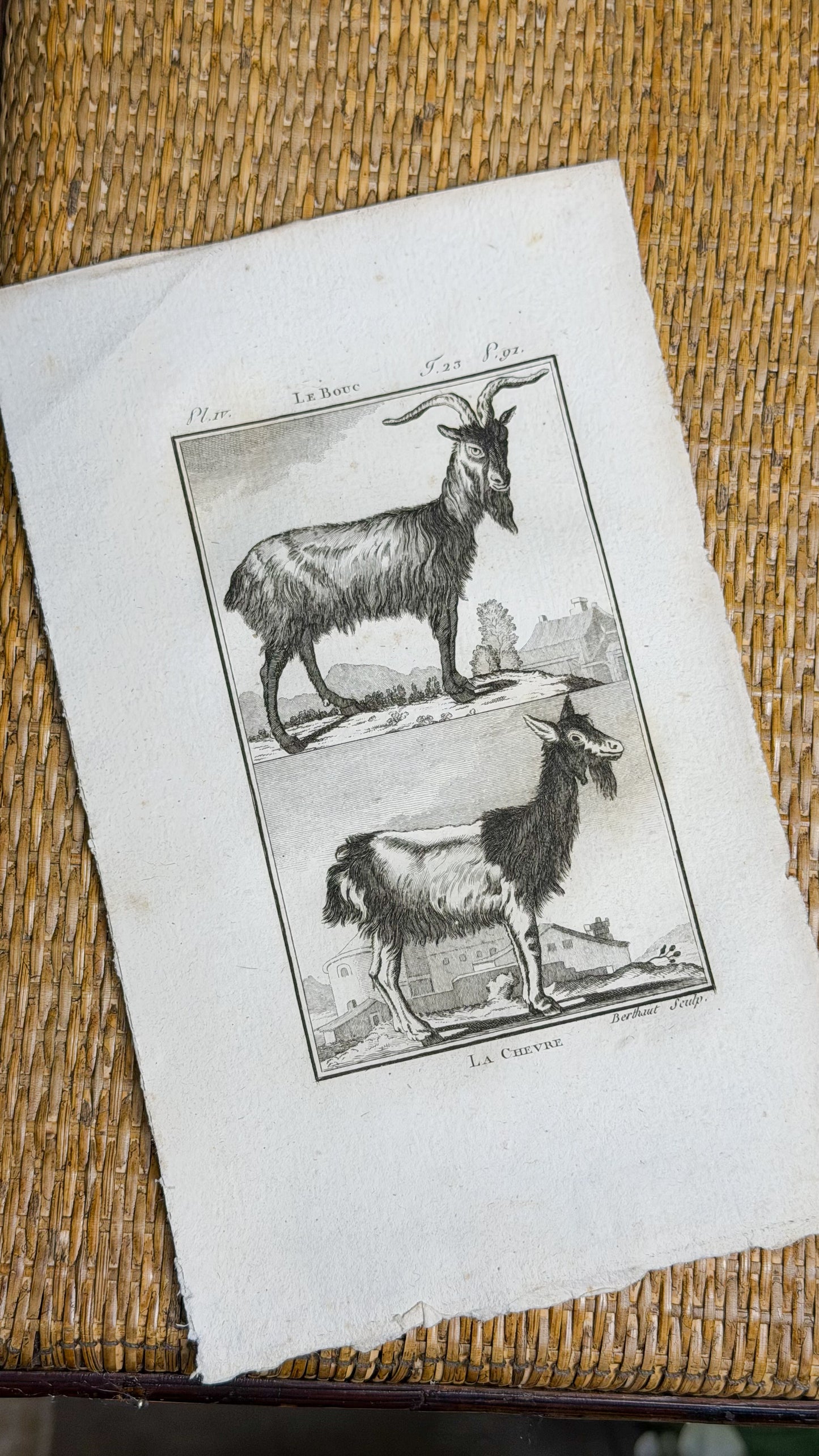 Early 19th c. Bookplate Engravings, Sonnini’s Histoire Naturelle des Animaux