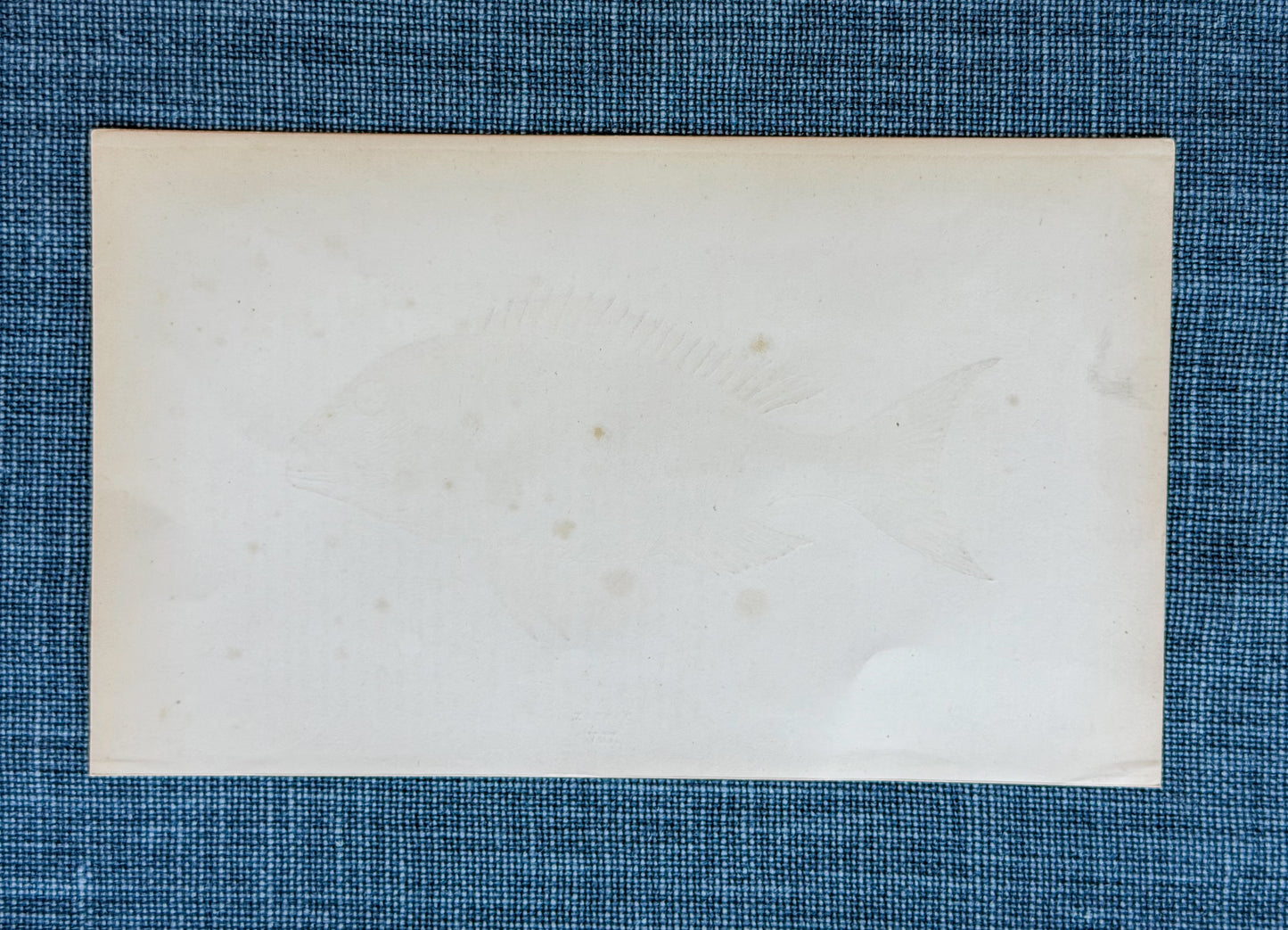 19th c. English Bookplate Fish Etching (Dentex)