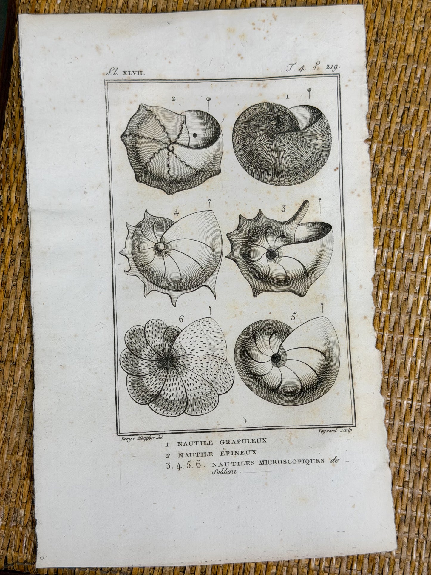 Early 19th c. Bookplate Engravings, Sonnini’s Histoire Naturelle des Mollusques | Shells