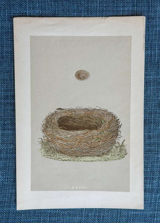 19th c. English Bookplate Egg & Nest Etching (Meadow Pipit)