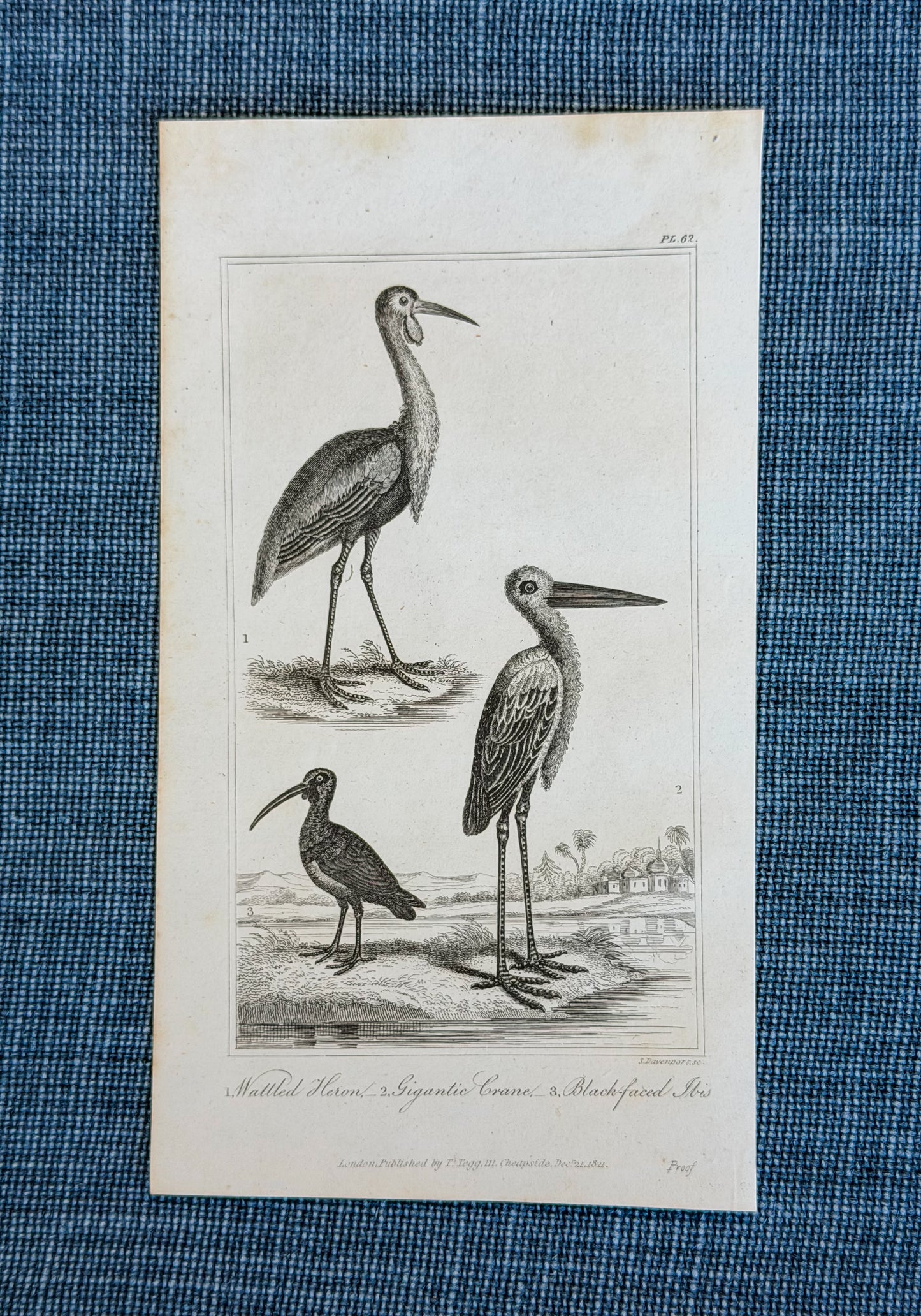 19th c. English Bookplate Animal Etching (Heron, Crane, Ibis)
