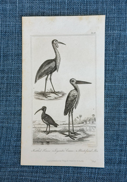 19th c. English Bookplate Animal Etching (Heron, Crane, Ibis)