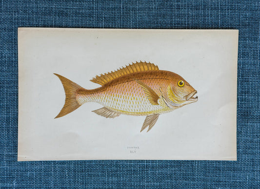 19th c. English Bookplate Fish Etching (Dentex)
