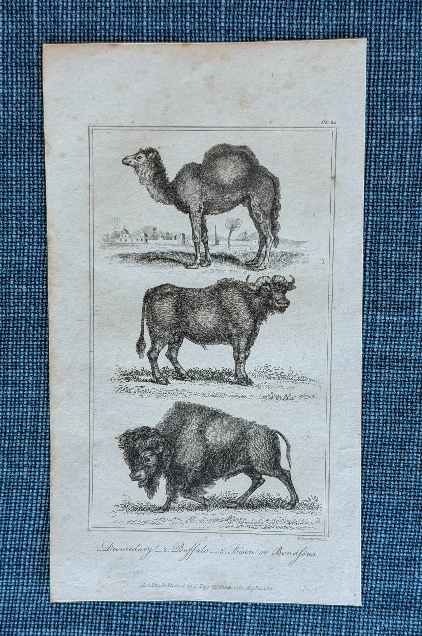 19th c. English Bookplate Animal Etching (Dromedary, Buffalo, Bison)