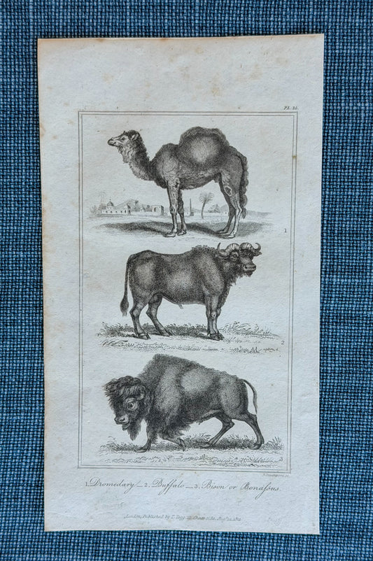 19th c. English Bookplate Animal Etching (Dromedary, Buffalo, Bison)
